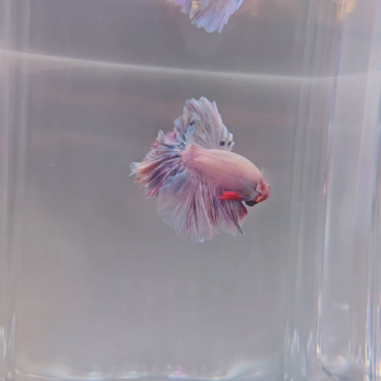 Purple Blue Rosetail - 102
