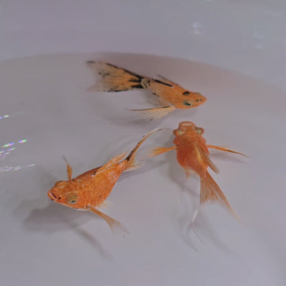 Marble Gold Veiltail and Fairytail Trio