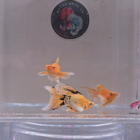 Marble Gold Veiltail and Fairytail Trio