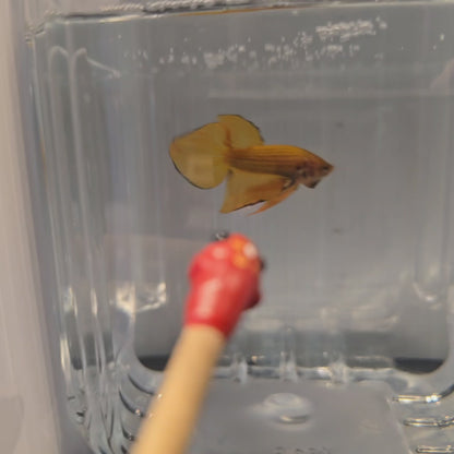 Wild Hybrid Yellow Splenden