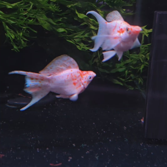 Gold Spots Molly