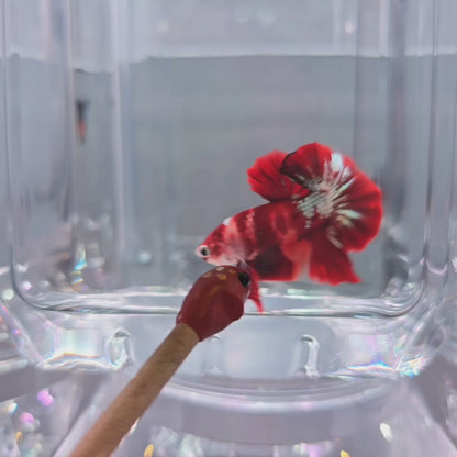 Red Copper Nemo