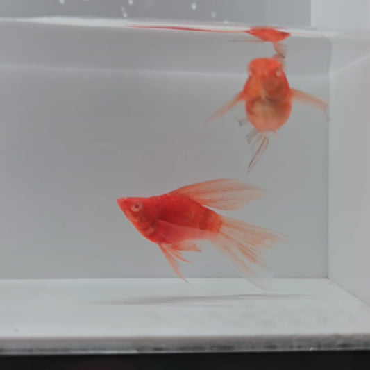 Albino Red Zebra Molly - Pair