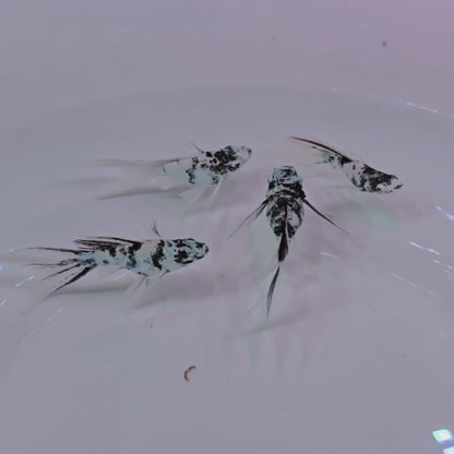Zebra Veiltail Molly trio