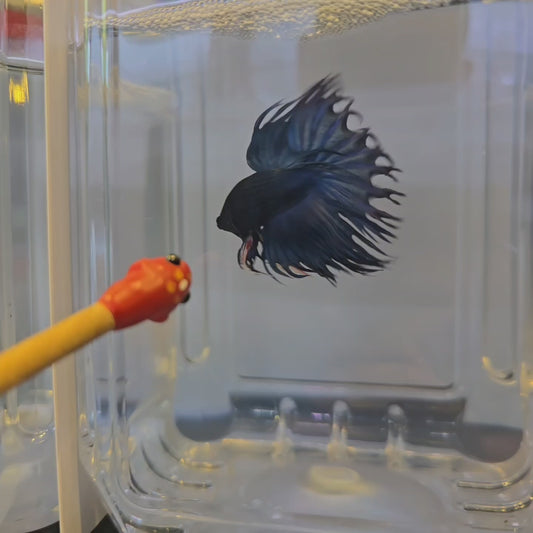 Royal blue King Crowntail