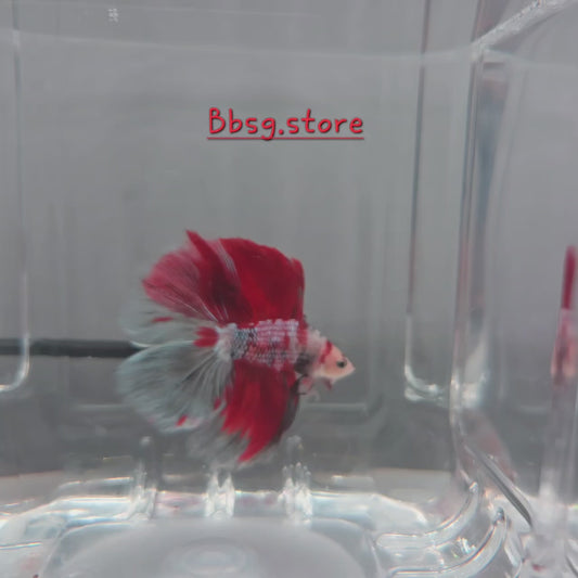 Lipstick Koi DTHM (Double Tail Halfmoon)