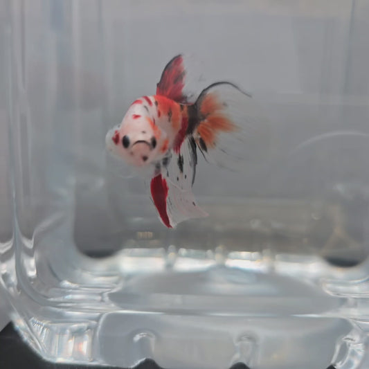 Koi Veiltail