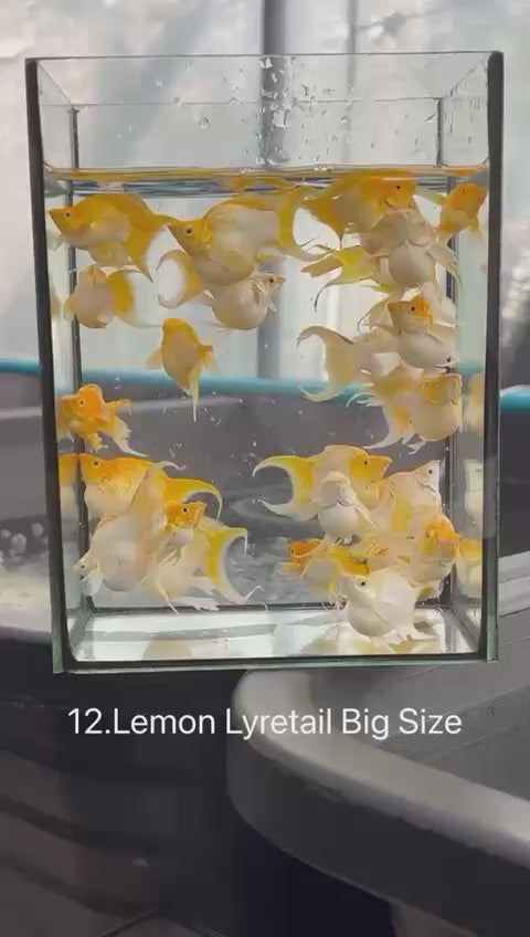 *NEW IN* Lemon Lyretail (Big Size)