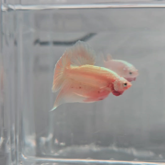 Rosegold with Vanda Spots SpadeTail