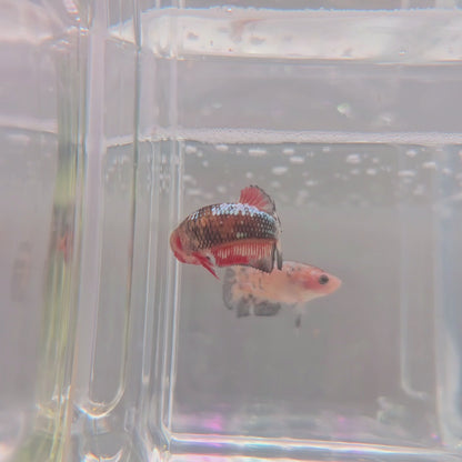 Red fancy female
