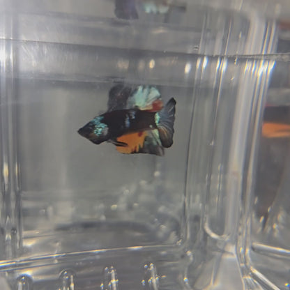 Black Copper Candy