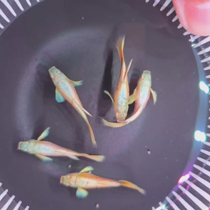 Gold Guppies