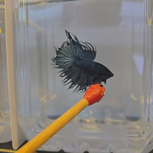 Steel Blue King Crowntail