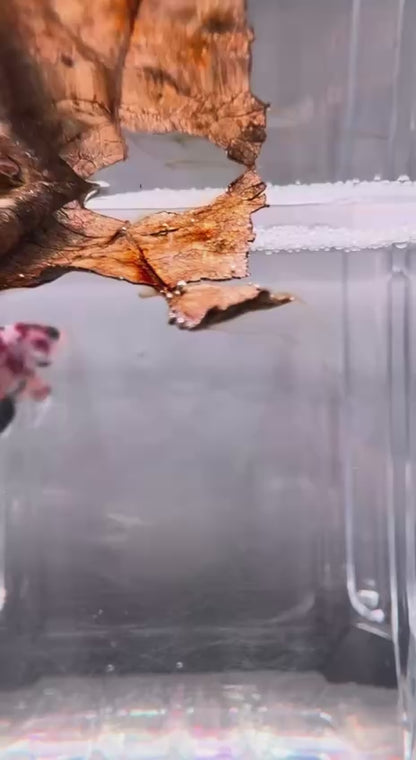 *High Grade* Indian Almond Leaves [Ketapang Leaves] - Waterfall Tannin Within Minutes