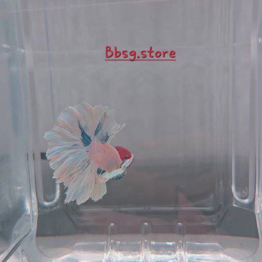 Blue Dumbo Rosetail