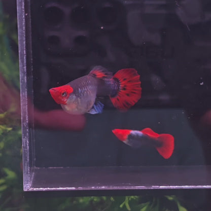 Koi Tuxedo