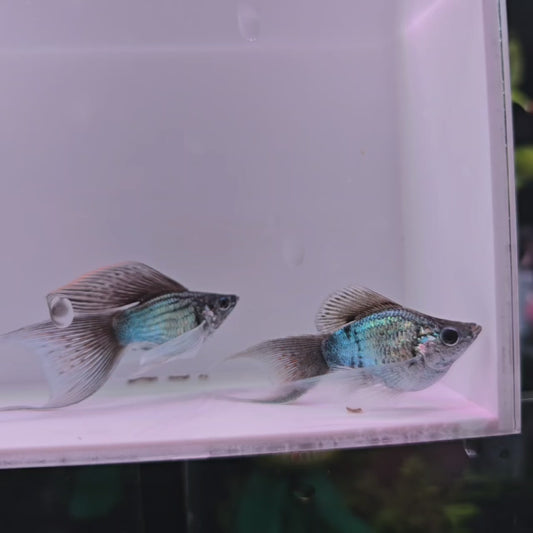Electric Green Veiltail Molly (Rare) - Pair