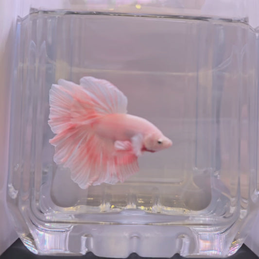 Pastel Pink Rosetail