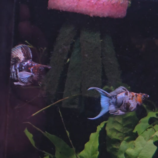 Zebra Yellow Head Molly - Pair