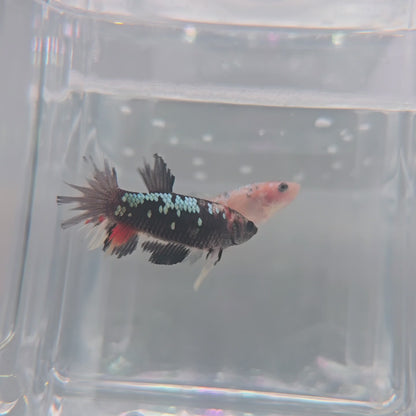 Black candy female