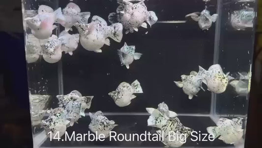 Marble Roundtail (Big Size)