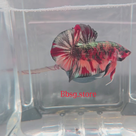 Copper Nemo Koi Giant