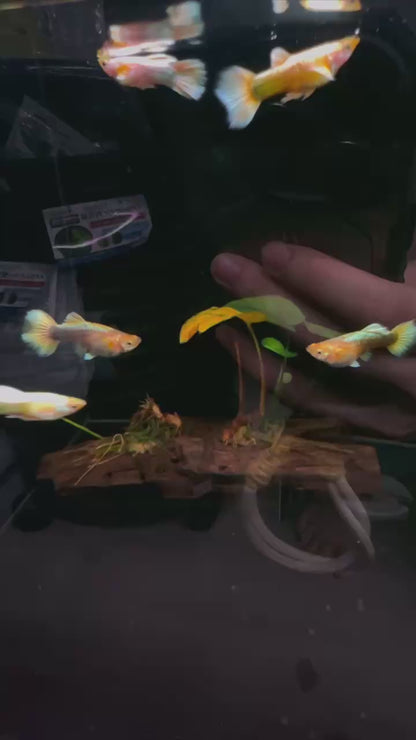 Gold Guppies