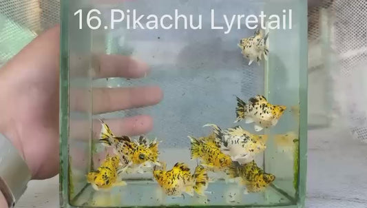 *NEW IN* Pikachu Lyretail