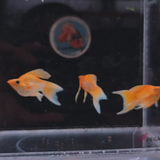 Super Gold Veil Tail Molly