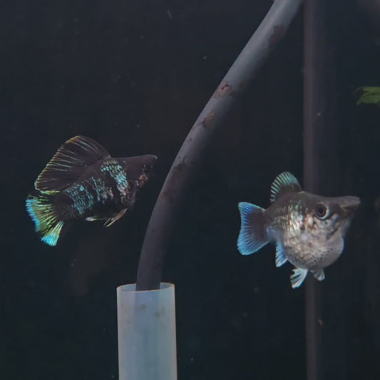 Metallic Green Roundtail Molly pair