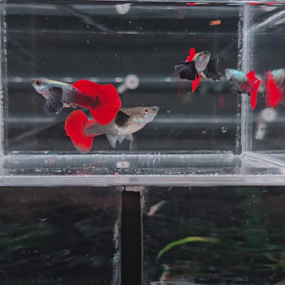 Koi Tuxedo