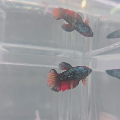 Black candy female