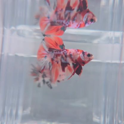Orange Koi Galaxy
