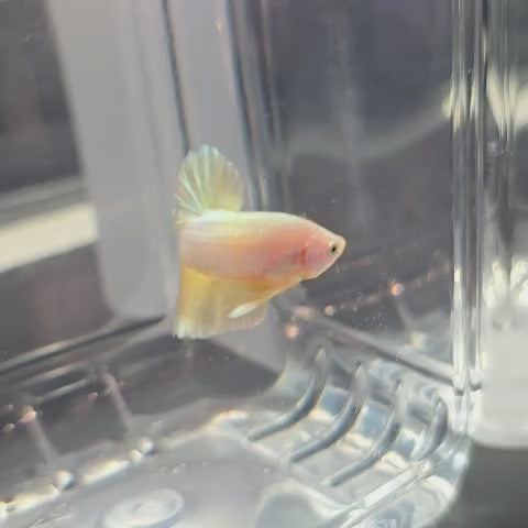 Gold HMPK