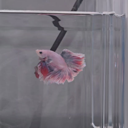 Paddlepop Rosetail