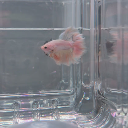 Pastel yellow blue rosetail