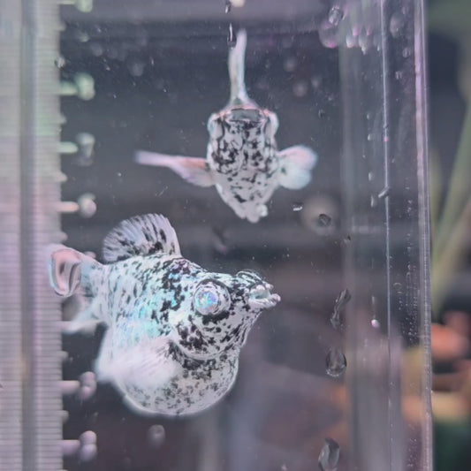 Marble Roundtail