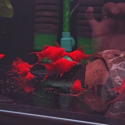 Blood Red Balloon Swordtail Molly