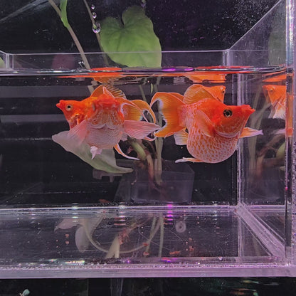 *NEW IN* Lemon Lyretail (Big Size) - Female