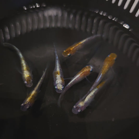 Sanshoku Taigaikou (High Grade)