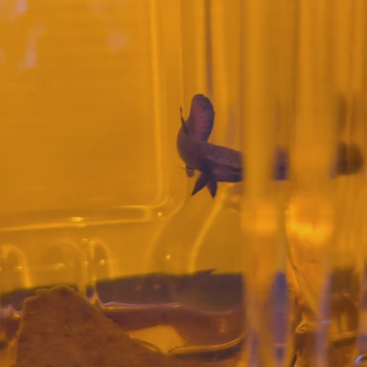 Wild Betta Albimarginata