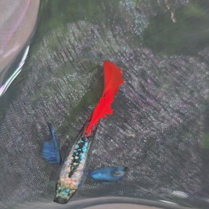 Dumbo Red Tail Guppies