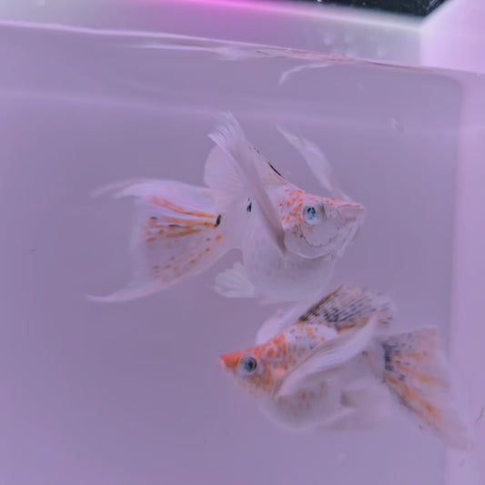 *BEAUTIFUL* Sakura Veiltail Molly