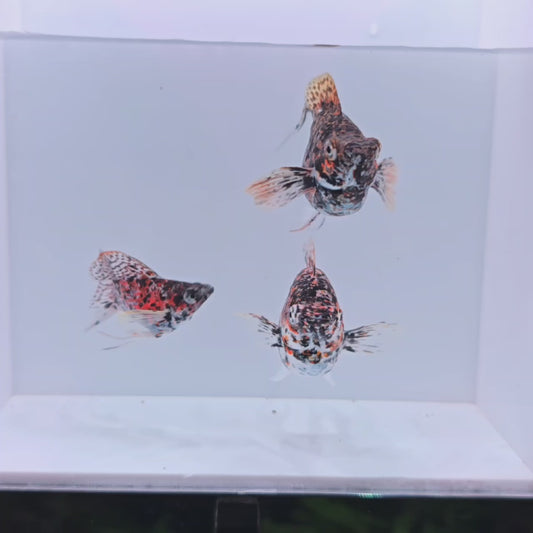 Calico Lyretail Trio