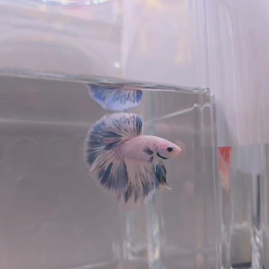 Blue Rosetail - 105