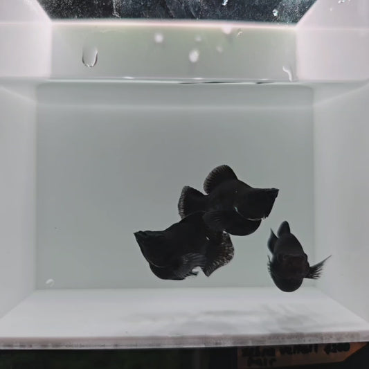 Black Molly