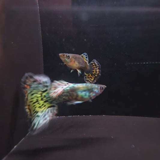 Snake Skin VIP Pair Guppies