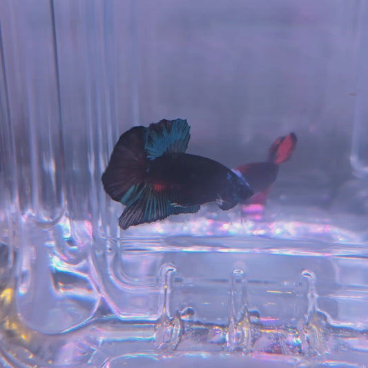 Blue Avatar with Head Gear