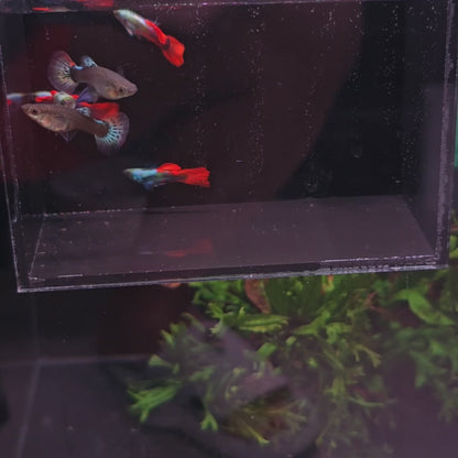 Red Tail Dumbo Guppies