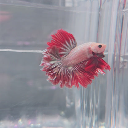 Metallic red grey feathertail